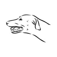 Austrian black and tan hound vector sketch