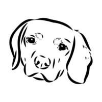 Austrian black and tan hound vector sketch