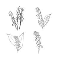 lily of the valley vector sketch