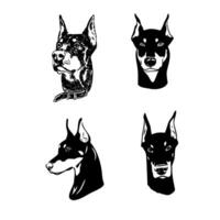 doberman dog vector sketch