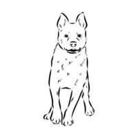 Australian cattle dog vector sketch