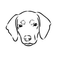 Austrian black and tan hound vector sketch