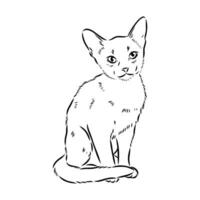 cat vector sketch