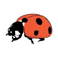 insect ladybug vector sketch