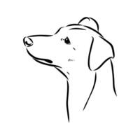 Austrian pinscher vector sketch