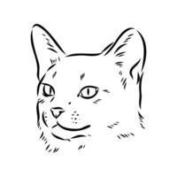 bosquejo del vector del gato