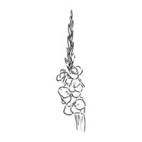 gladiolus flower vector sketch