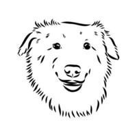 Australian shepherd dog vector sketch