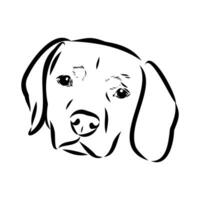 Austrian black and tan hound vector sketch