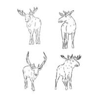 moose vector sketch