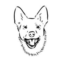 Australian cattle dog vector sketch