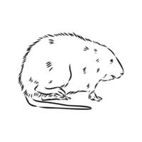 muskrat vector sketch