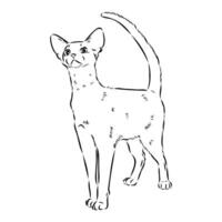 cat vector sketch