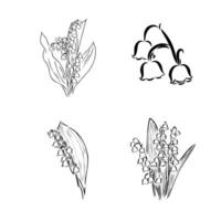 lily of the valley vector sketch