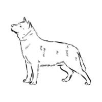 Australian cattle dog vector sketch