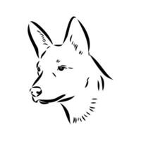 Australian cattle dog vector sketch