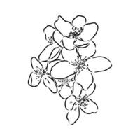 magnolia flower vector sketch