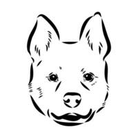 Australian cattle dog vector sketch