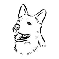 Australian cattle dog vector sketch