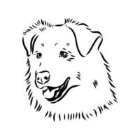Australian shepherd dog vector sketch