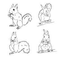 squirrel vector sketch