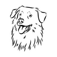 Australian shepherd dog vector sketch