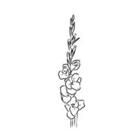 gladiolus flower vector sketch