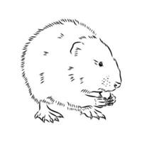 muskrat vector sketch