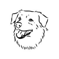 Australian shepherd dog vector sketch