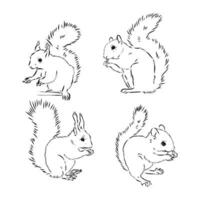 squirrel vector sketch