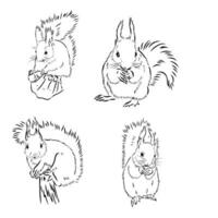 squirrel vector sketch