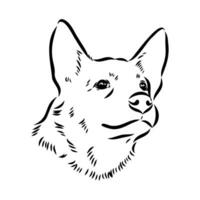 Australian cattle dog vector sketch