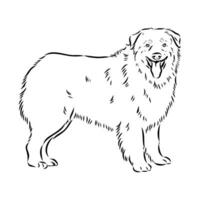 Australian shepherd dog vector sketch