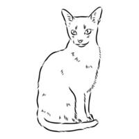 bosquejo del vector del gato