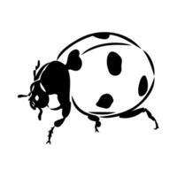 insect ladybug vector sketch