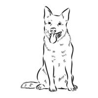 Australian cattle dog vector sketch