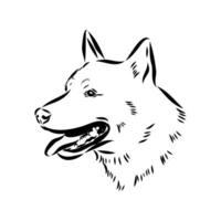 Australian cattle dog vector sketch