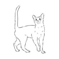 bosquejo del vector del gato