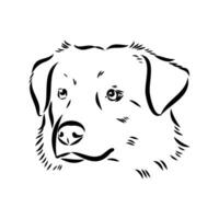 Australian shepherd dog vector sketch