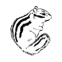 chipmunk vector sketch