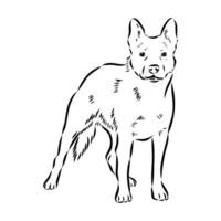 Australian cattle dog vector sketch