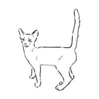 bosquejo del vector del gato