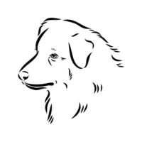 Australian shepherd dog vector sketch