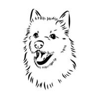 Australian terrier vector sketch