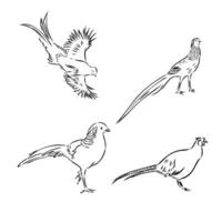 pheasant vector sketch