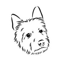 australiano terrier vector bosquejo