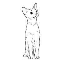 cat vector sketch