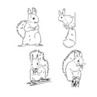 squirrel vector sketch