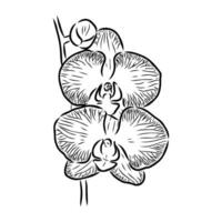 orchid flower vector sketch