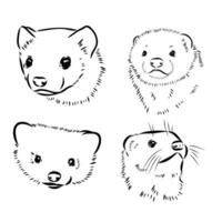 ferret vector sketch